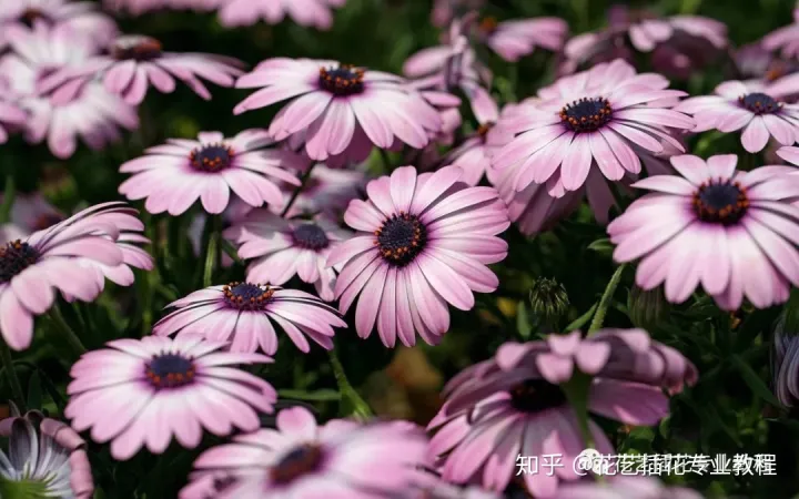 玫瑰花做成永生花怎么做，超实用|各式鲜花、永生花、绿植的保养方法