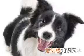关于狗狗的冷知识,宠物狗丨冷知识,你知道几个
