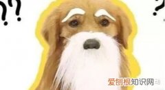关于狗狗的冷知识，宠物狗丨冷知识，你知道几个