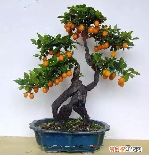 盆栽观果植物，让人口水直流的观果盆栽，别说你不馋！教你居家也能种水果