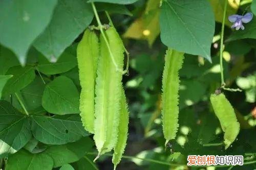 盆栽观果植物，让人口水直流的观果盆栽，别说你不馋！教你居家也能种水果