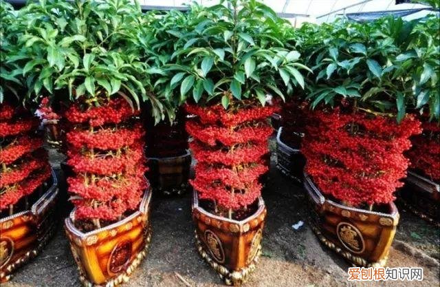 盆栽观果植物，让人口水直流的观果盆栽，别说你不馋！教你居家也能种水果