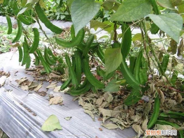 盆栽观果植物，让人口水直流的观果盆栽，别说你不馋！教你居家也能种水果