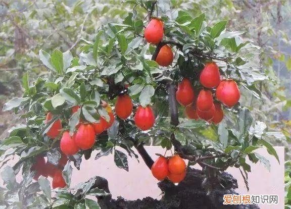 盆栽观果植物，让人口水直流的观果盆栽，别说你不馋！教你居家也能种水果