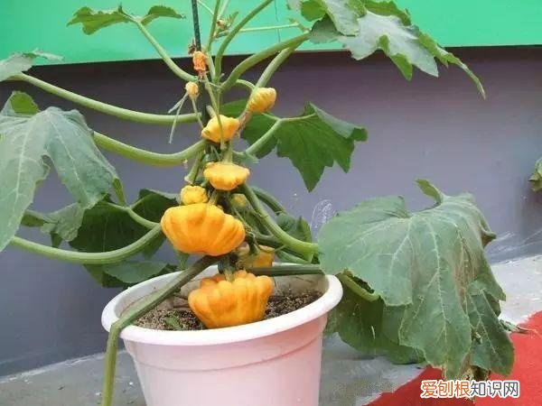 盆栽观果植物，让人口水直流的观果盆栽，别说你不馋！教你居家也能种水果