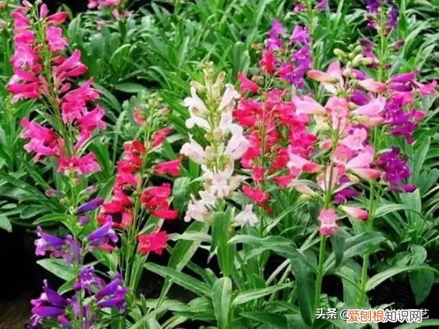 适合花园种的绿色植物图片，花园里最好养的15种多年生植物，非常适合新手