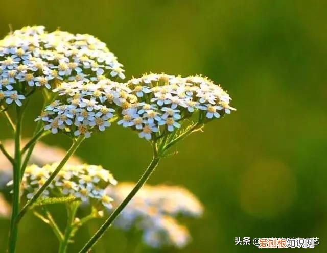 适合花园种的绿色植物图片，花园里最好养的15种多年生植物，非常适合新手