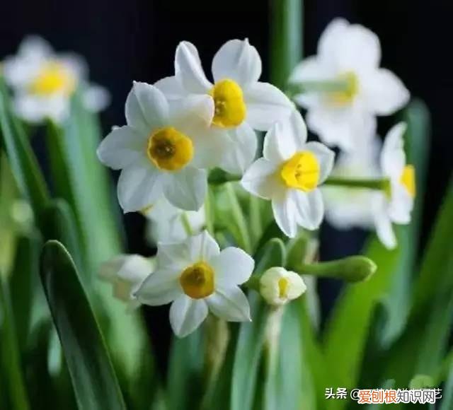 适合花园种的绿色植物图片，花园里最好养的15种多年生植物，非常适合新手