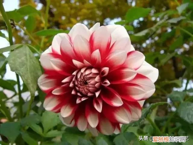 适合花园种的绿色植物图片，花园里最好养的15种多年生植物，非常适合新手