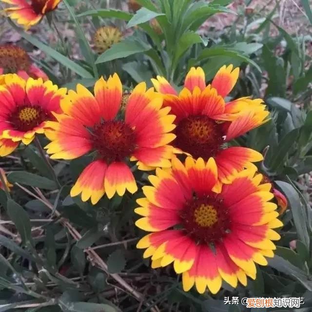 适合花园种的绿色植物图片，花园里最好养的15种多年生植物，非常适合新手