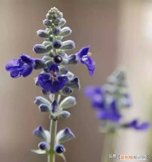 适合花园种的绿色植物图片，花园里最好养的15种多年生植物，非常适合新手