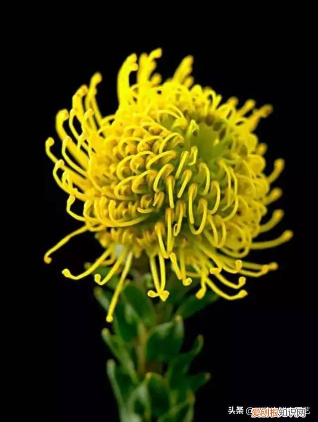 适合花园种的绿色植物图片，花园里最好养的15种多年生植物，非常适合新手