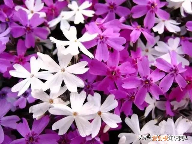 适合花园种的绿色植物图片，花园里最好养的15种多年生植物，非常适合新手