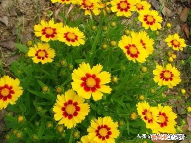 适合花园种的绿色植物图片，花园里最好养的15种多年生植物，非常适合新手