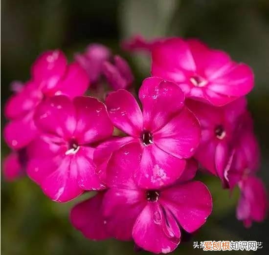 适合花园种的绿色植物图片，花园里最好养的15种多年生植物，非常适合新手