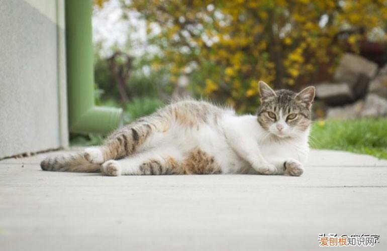 养猫必须知道的几件事，养猫的你很了解猫吗？9个关于猫咪的小问题你能答对几道？