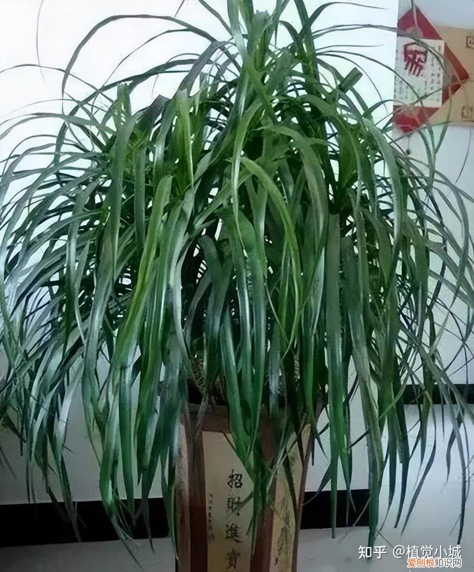 我要看家庭养花，养花大全35集，收藏起来，什么花都能养好！送给爱养花的朋友