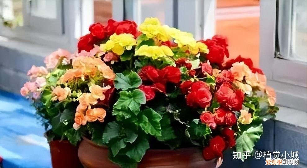 我要看家庭养花，养花大全35集，收藏起来，什么花都能养好！送给爱养花的朋友
