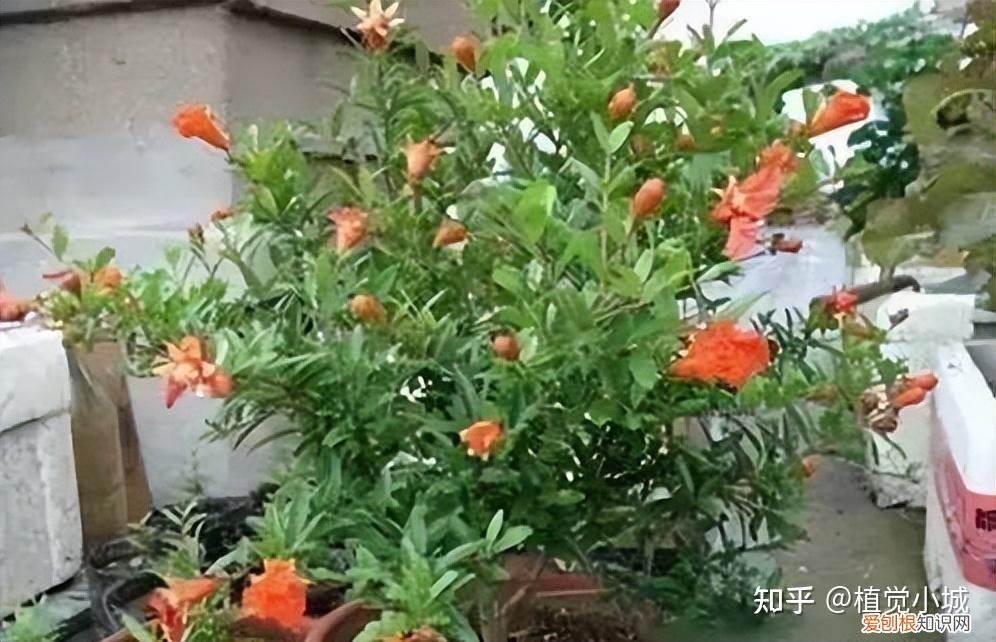 我要看家庭养花，养花大全35集，收藏起来，什么花都能养好！送给爱养花的朋友