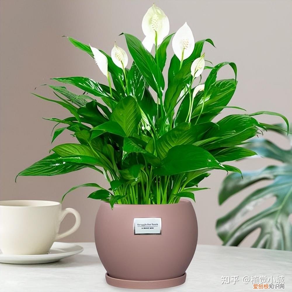 我要看家庭养花，养花大全35集，收藏起来，什么花都能养好！送给爱养花的朋友