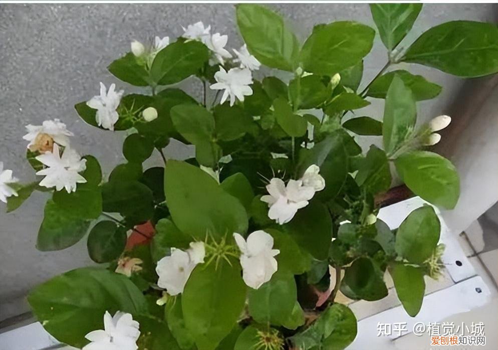 我要看家庭养花，养花大全35集，收藏起来，什么花都能养好！送给爱养花的朋友