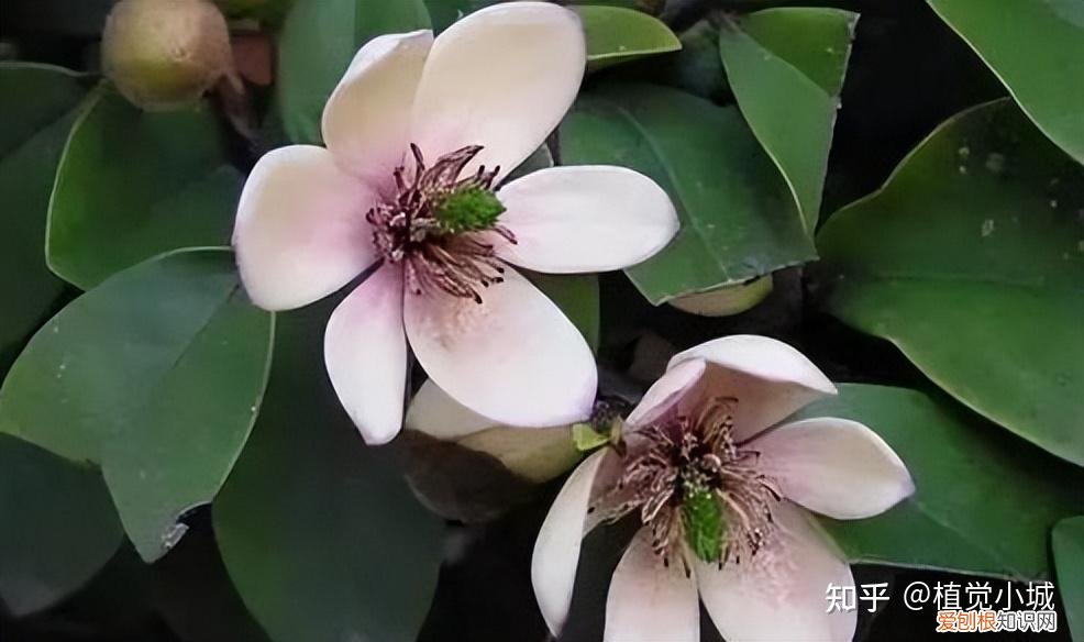 我要看家庭养花，养花大全35集，收藏起来，什么花都能养好！送给爱养花的朋友