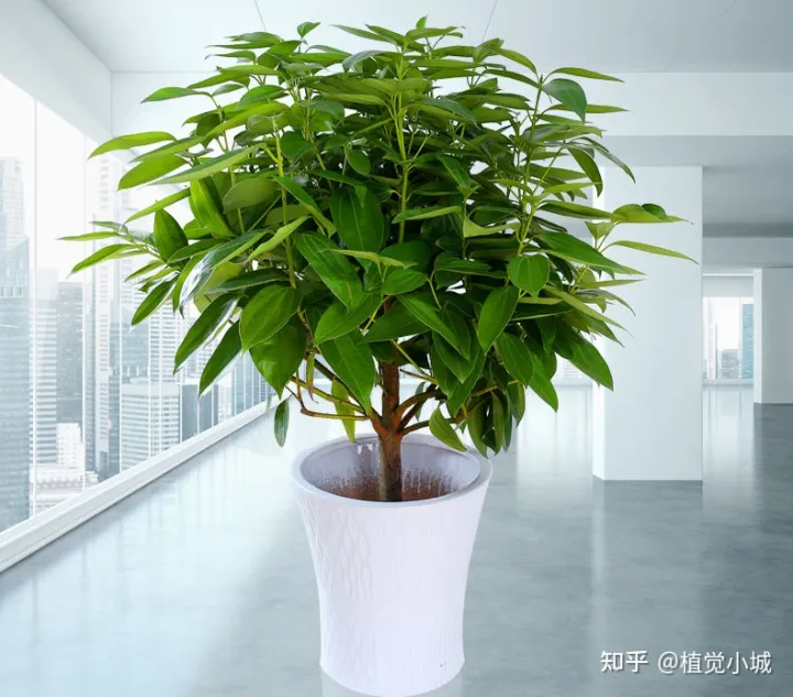 我要看家庭养花，养花大全35集，收藏起来，什么花都能养好！送给爱养花的朋友