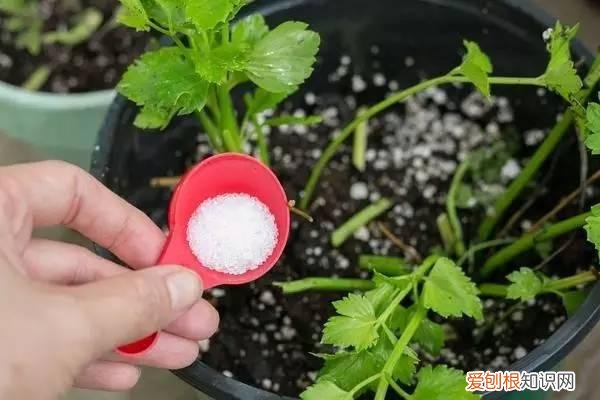 怎么用纸巾做小花朵,学会这11种园艺技巧,一张纸巾都能变成养花利器