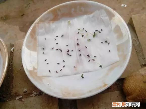 怎么用纸巾做小花朵,学会这11种园艺技巧,一张纸巾都能变成养花利器
