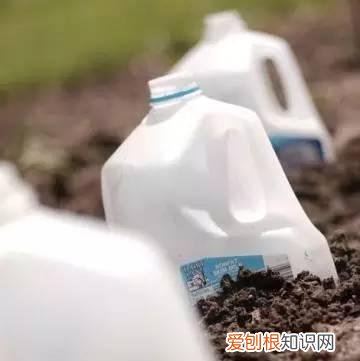 怎么用纸巾做小花朵,学会这11种园艺技巧,一张纸巾都能变成养花利器