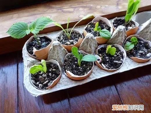 怎么用纸巾做小花朵,学会这11种园艺技巧,一张纸巾都能变成养花利器