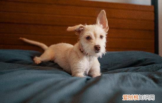狗狗为什么不叫陌生人 狗狗为什么不叫