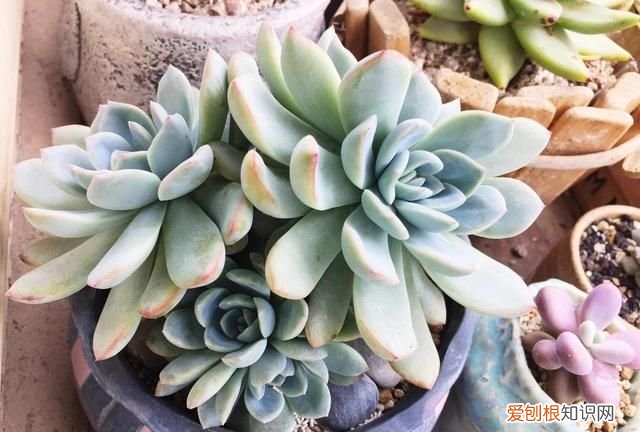 多肉植物黑霉病怎么防治 多肉植物黑霉病怎么防治图片