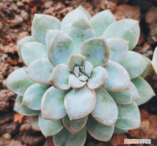 多肉植物黑霉病怎么防治 多肉植物黑霉病怎么防治图片