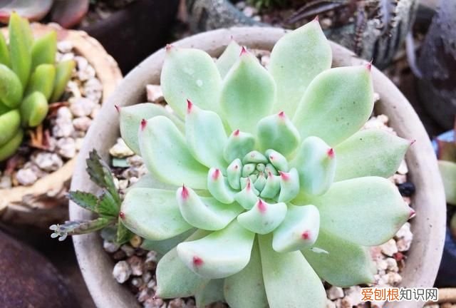 多肉植物黑霉病怎么防治 多肉植物黑霉病怎么防治图片