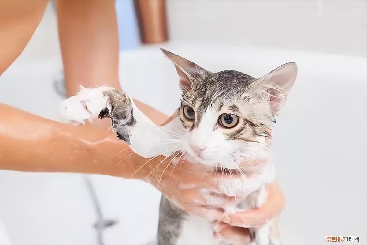 零基础养猫，但愿所有“养猫人”都能刷到！这些养猫知识都很实用