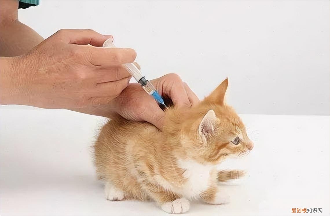 零基础养猫，但愿所有“养猫人”都能刷到！这些养猫知识都很实用