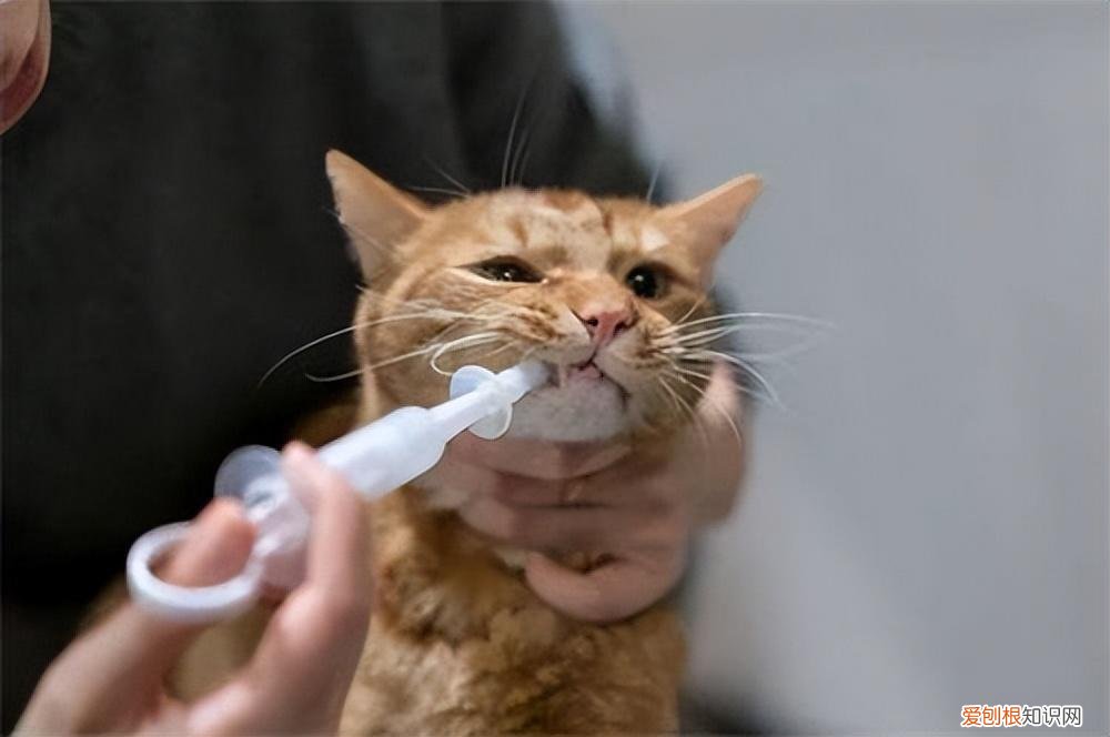 零基础养猫，但愿所有“养猫人”都能刷到！这些养猫知识都很实用