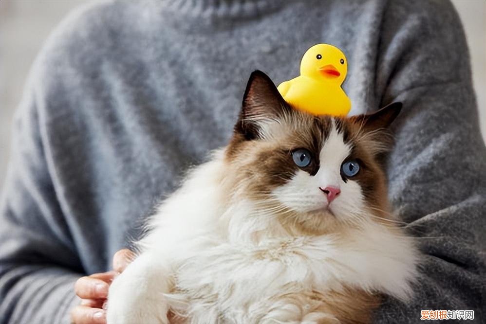 零基础养猫，但愿所有“养猫人”都能刷到！这些养猫知识都很实用
