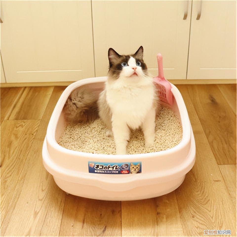 零基础养猫，但愿所有“养猫人”都能刷到！这些养猫知识都很实用