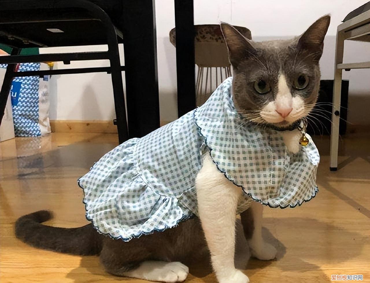零基础养猫，但愿所有“养猫人”都能刷到！这些养猫知识都很实用