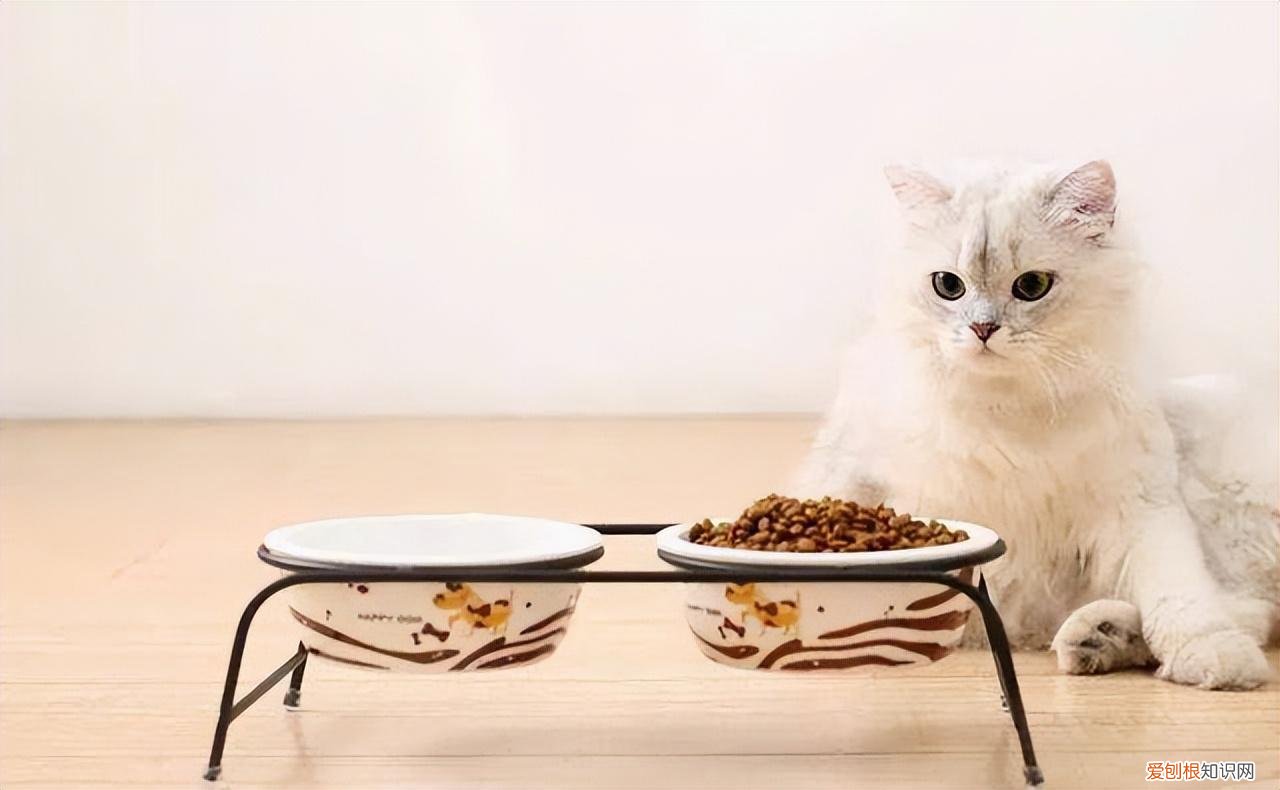 零基础养猫，但愿所有“养猫人”都能刷到！这些养猫知识都很实用
