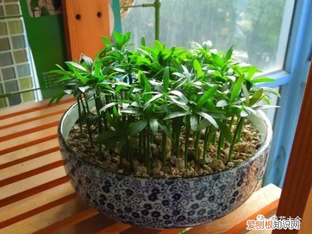 养花的技巧如何能养好花，学会这20个小技巧，家里的花想养死都难！
