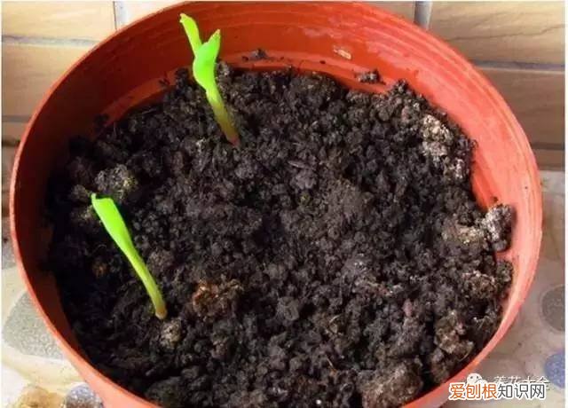 养花的技巧如何能养好花，学会这20个小技巧，家里的花想养死都难！