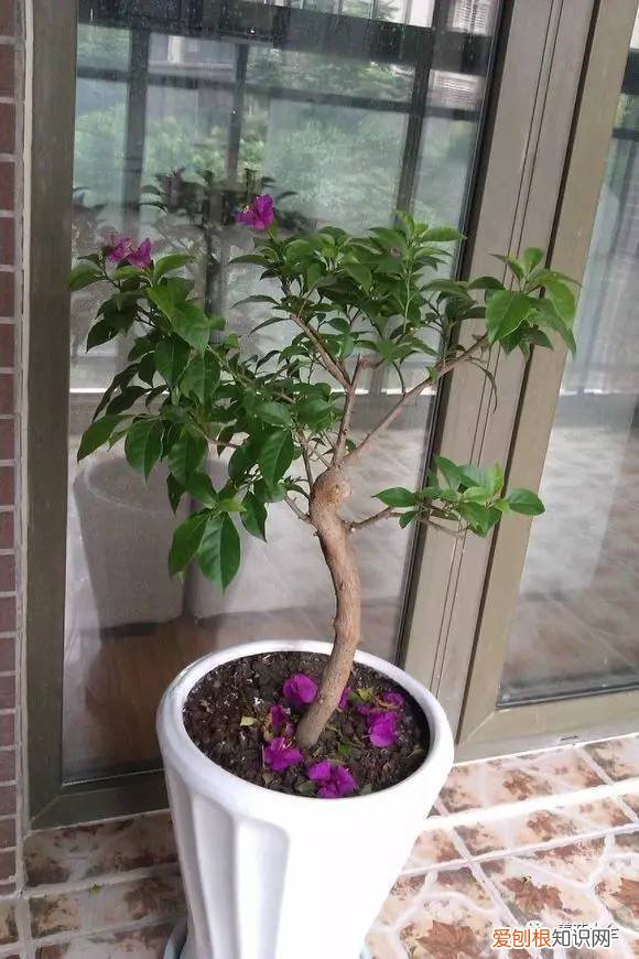 养花的技巧如何能养好花，学会这20个小技巧，家里的花想养死都难！