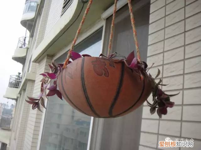 养花的技巧如何能养好花，学会这20个小技巧，家里的花想养死都难！