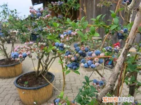 养花的技巧如何能养好花，学会这20个小技巧，家里的花想养死都难！