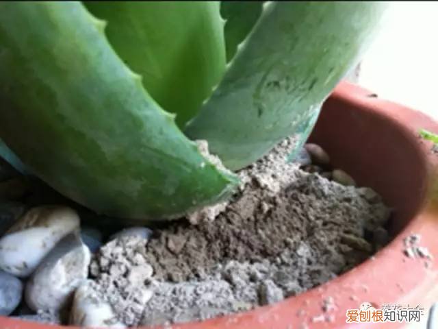 养花的技巧如何能养好花，学会这20个小技巧，家里的花想养死都难！