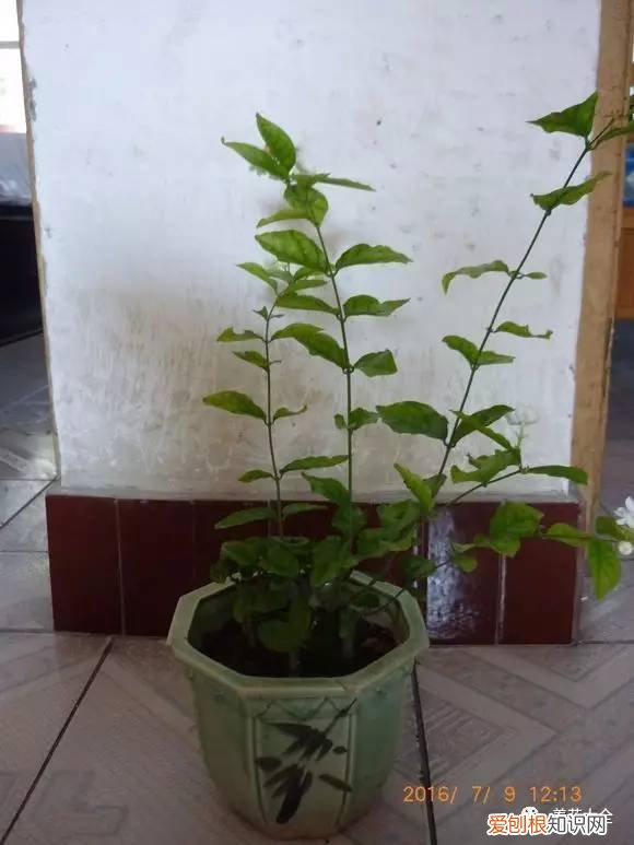 养花的技巧如何能养好花，学会这20个小技巧，家里的花想养死都难！