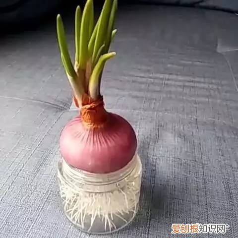 养花的技巧如何能养好花，学会这20个小技巧，家里的花想养死都难！